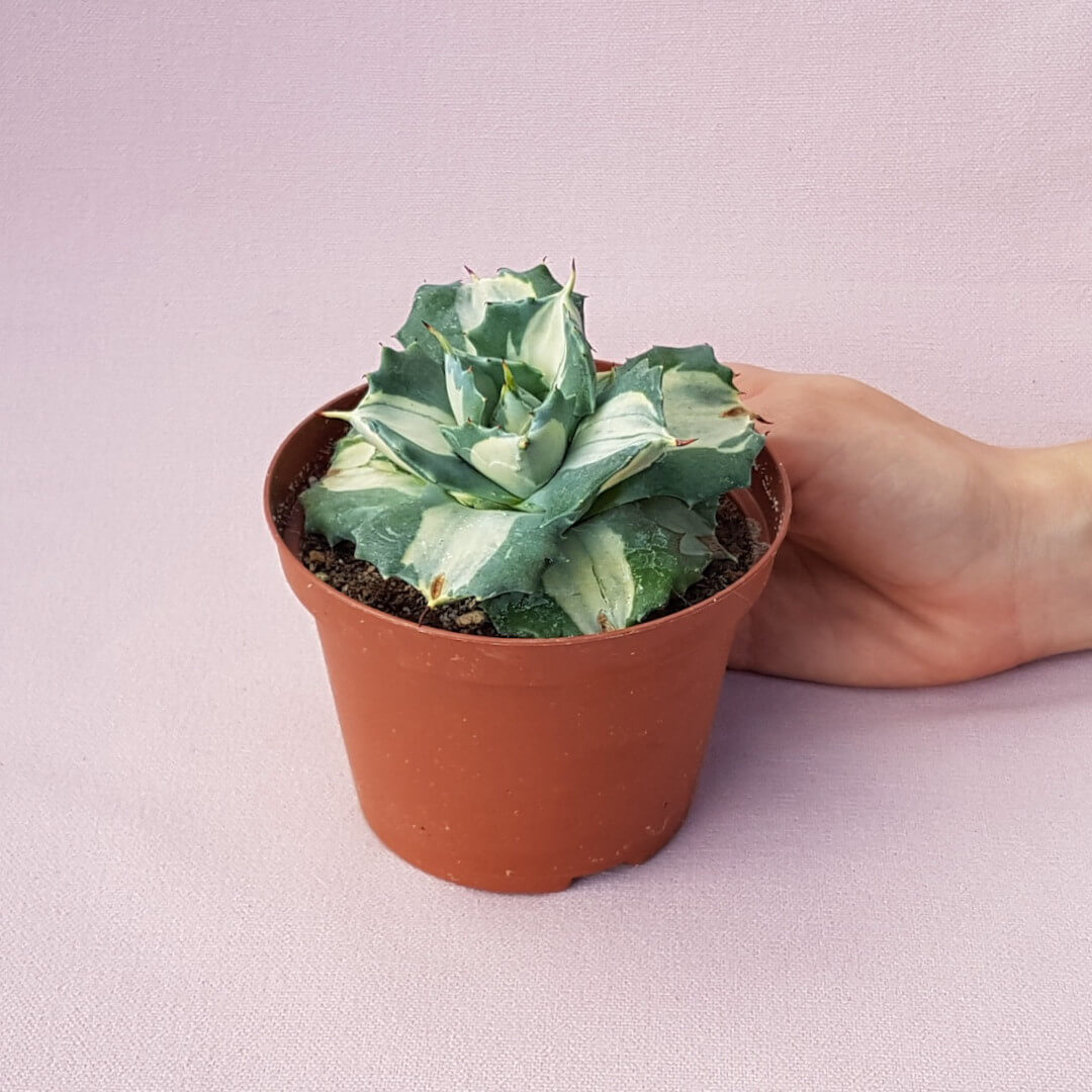 Agave isthmensis Ohi Raijin