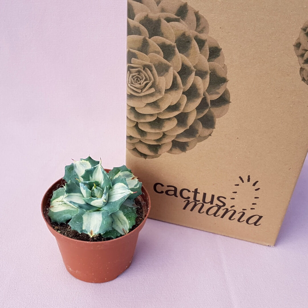 Agave isthmensis Ohi Raijin