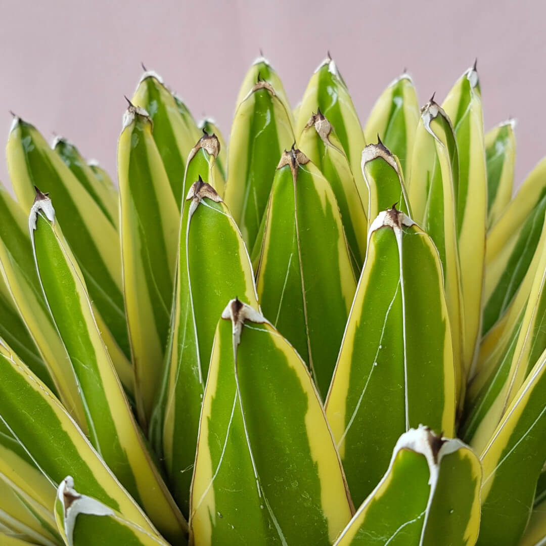 Agave victoriae-reginae variegata vaso in cotto Ø 30