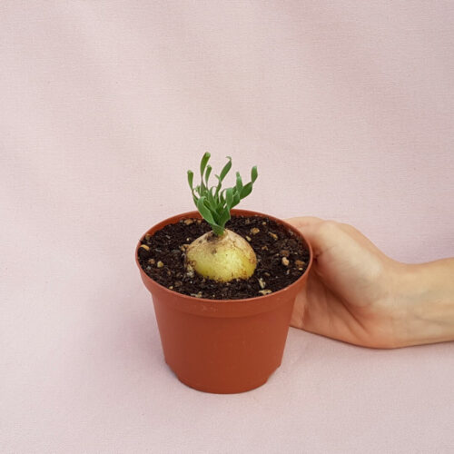Albuca concordiana vaso Ø 10,5
