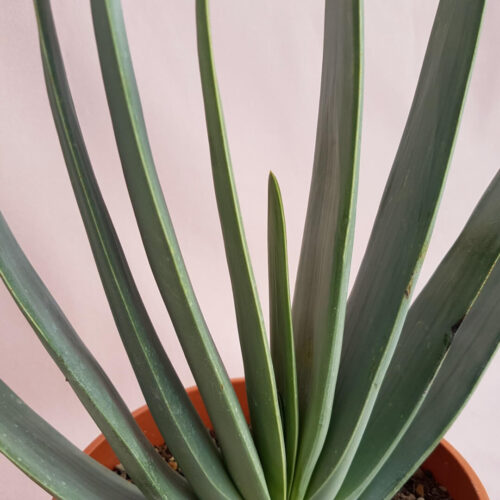 Aloe plicatilis vaso Ø 17