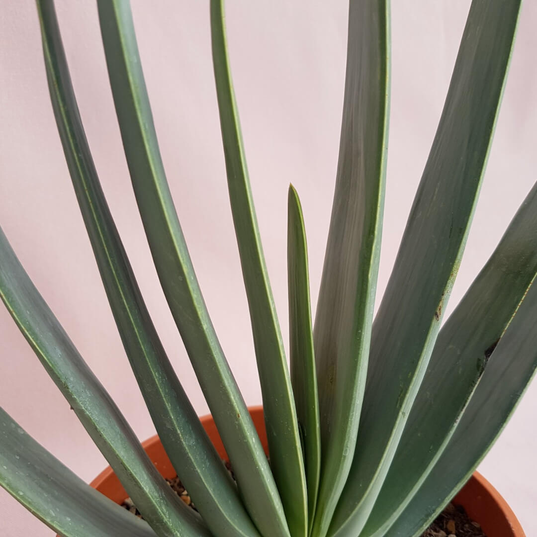 Aloe plicatilis vaso Ø 17