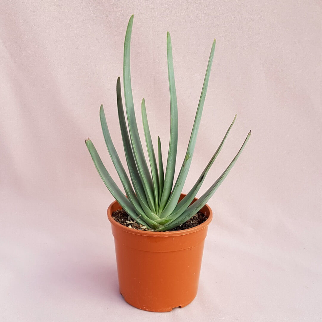 Aloe plicatilis vaso Ø 17