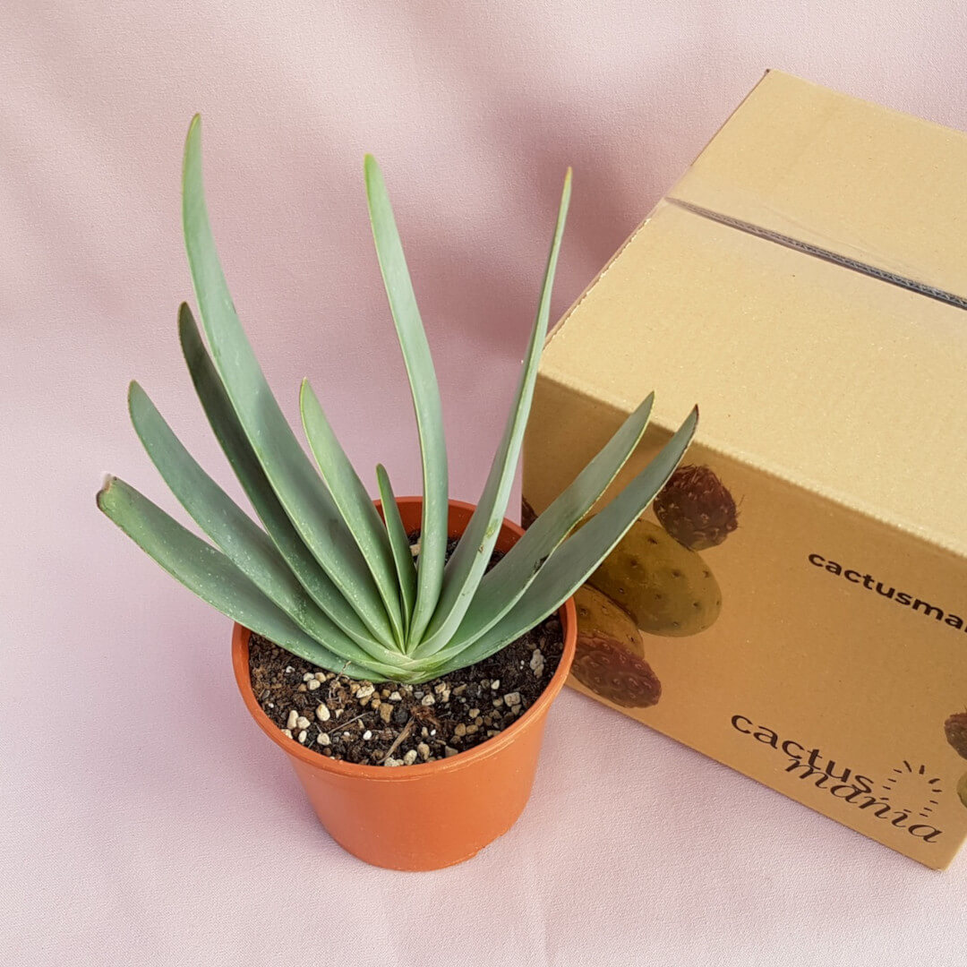 Aloe plicatilis vaso Ø 17