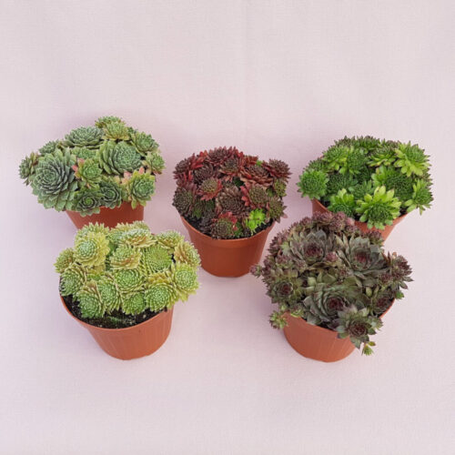 Set 5 Sempervivum (Piante del gelo)