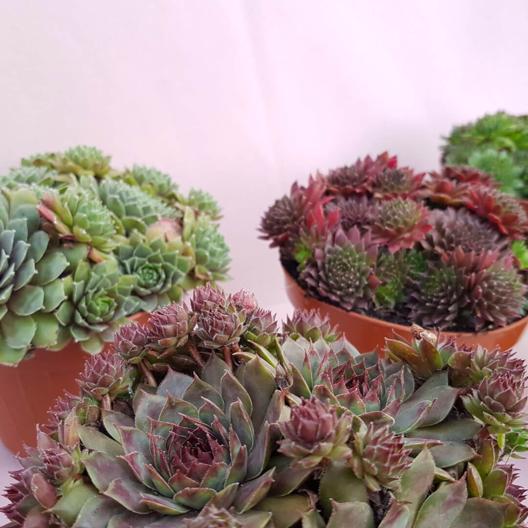 Collezione 5 Sempervivum resistenti al gelo