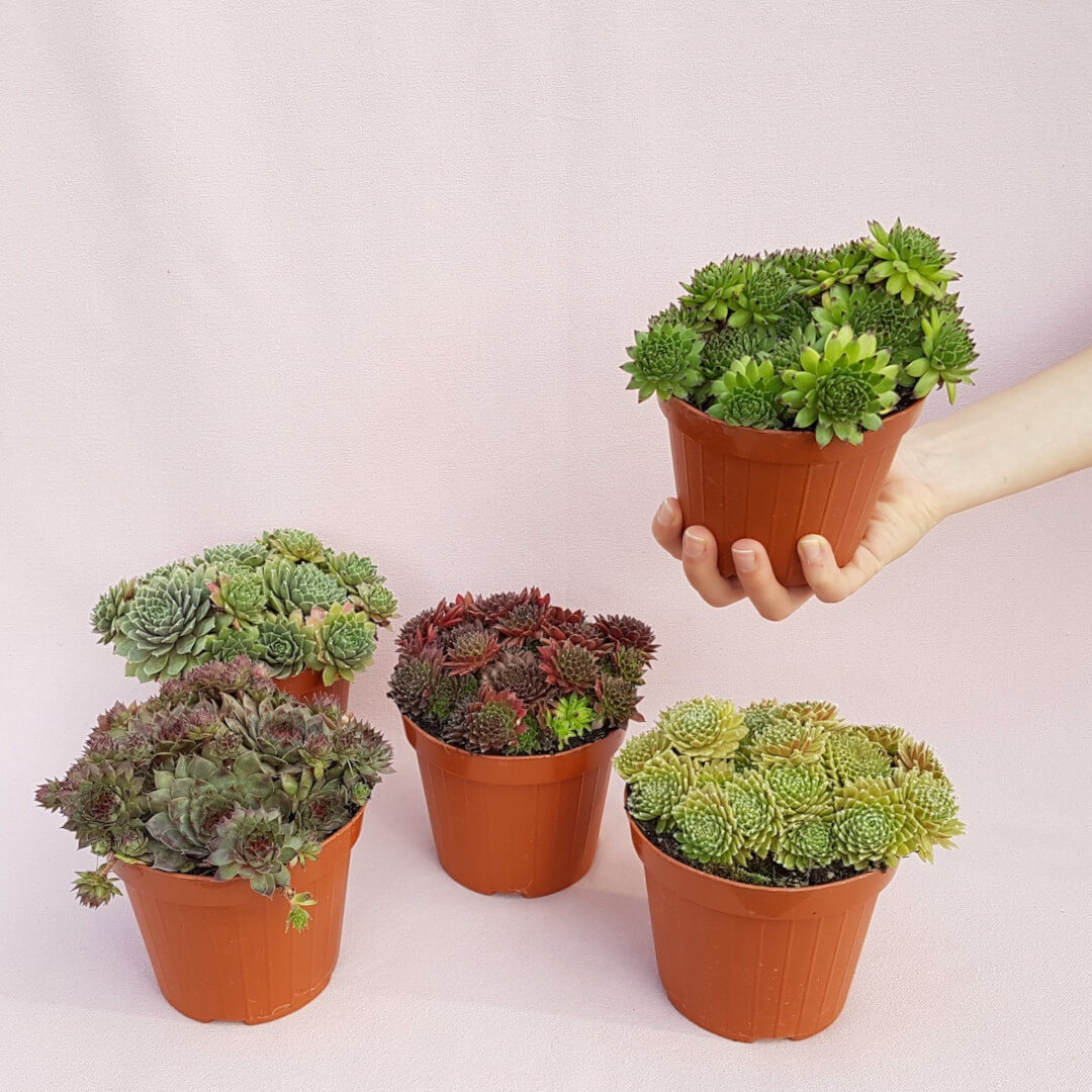 Collezione 5 Sempervivum resistenti al gelo