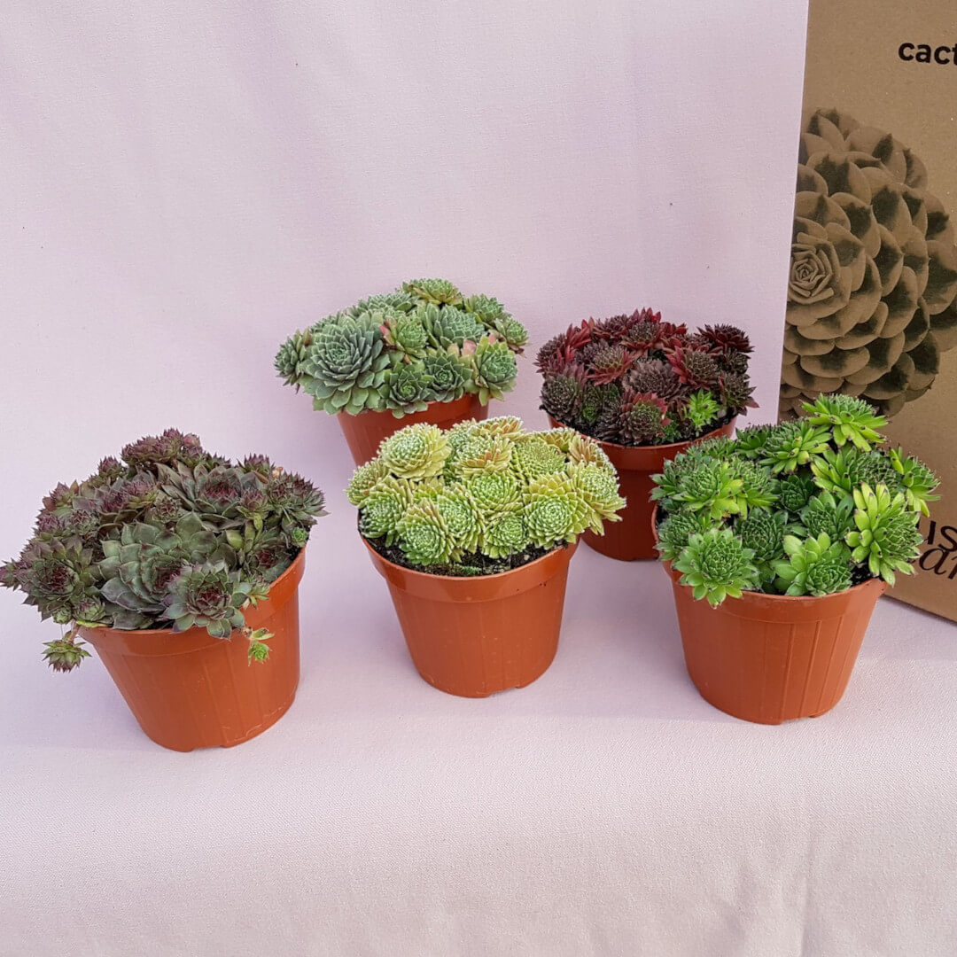 Collezione 5 Sempervivum resistenti al gelo