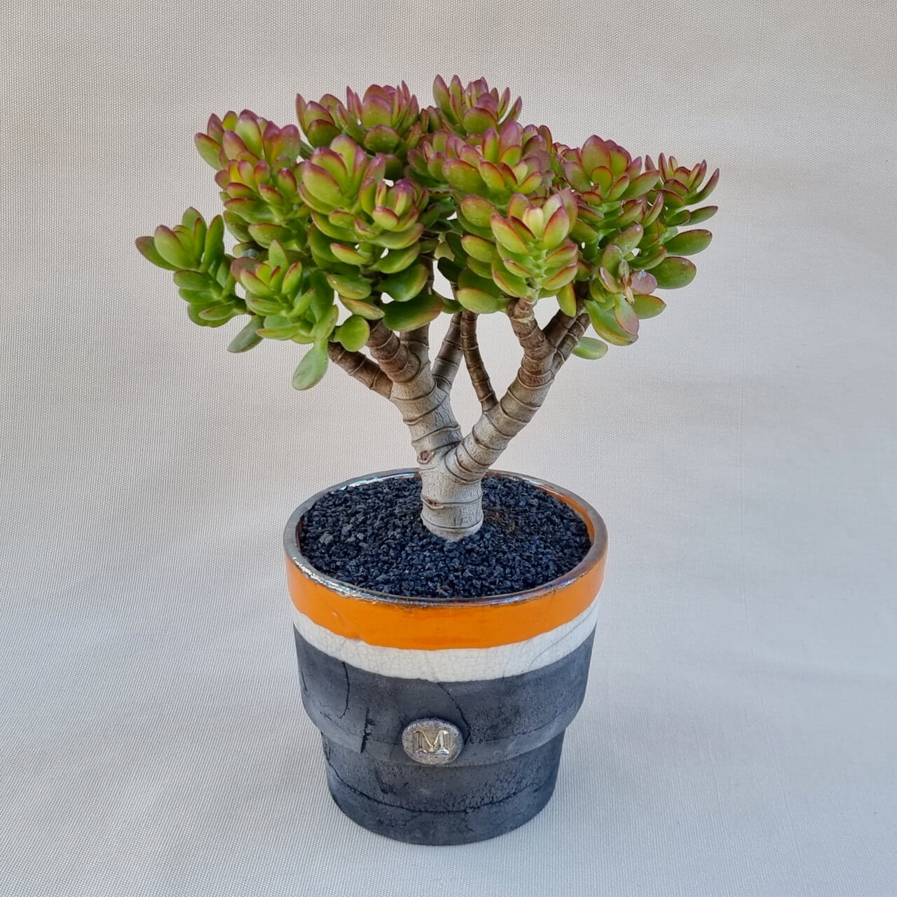 Crassula portulacea minor Ø 16
