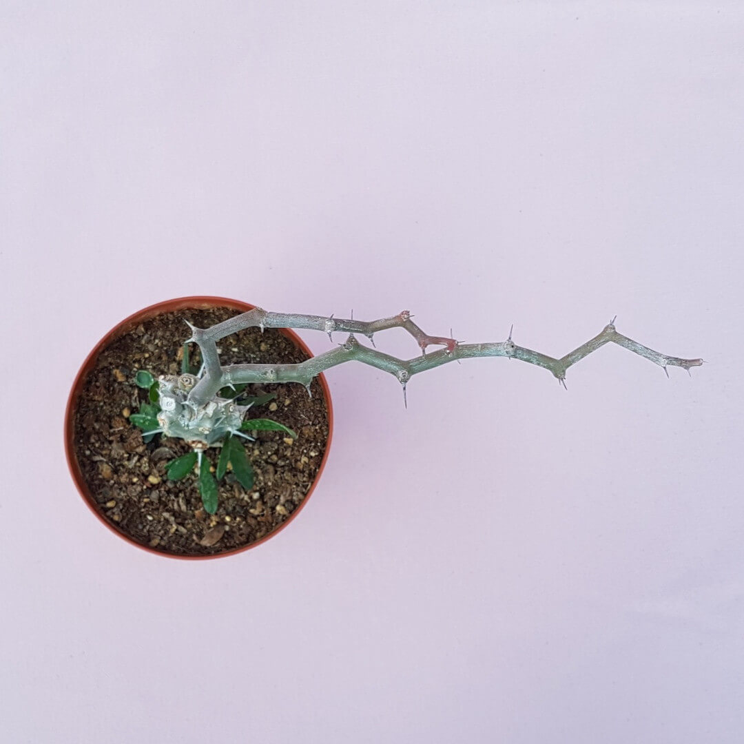 Decarya madagascariensis vaso Ø12