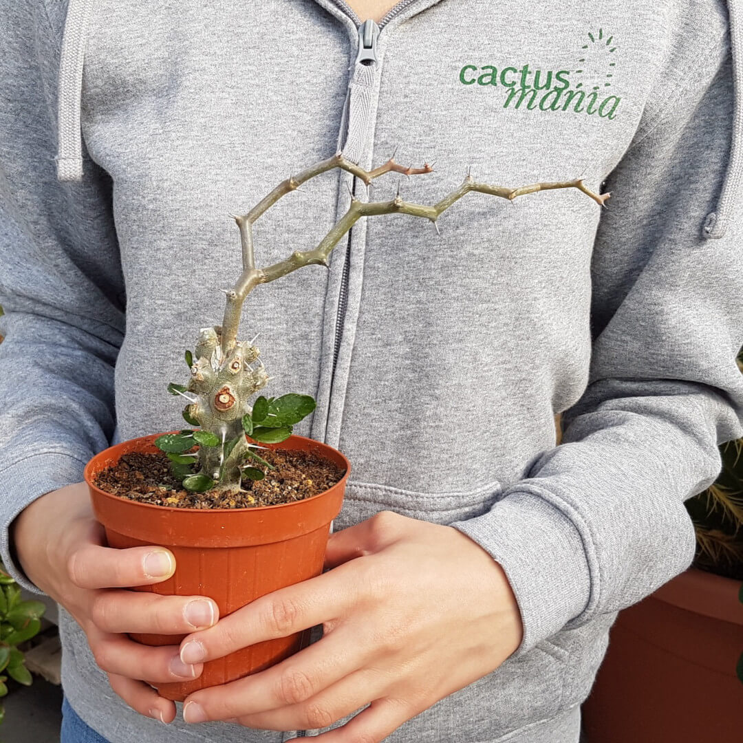 Decarya madagascariensis vaso Ø12