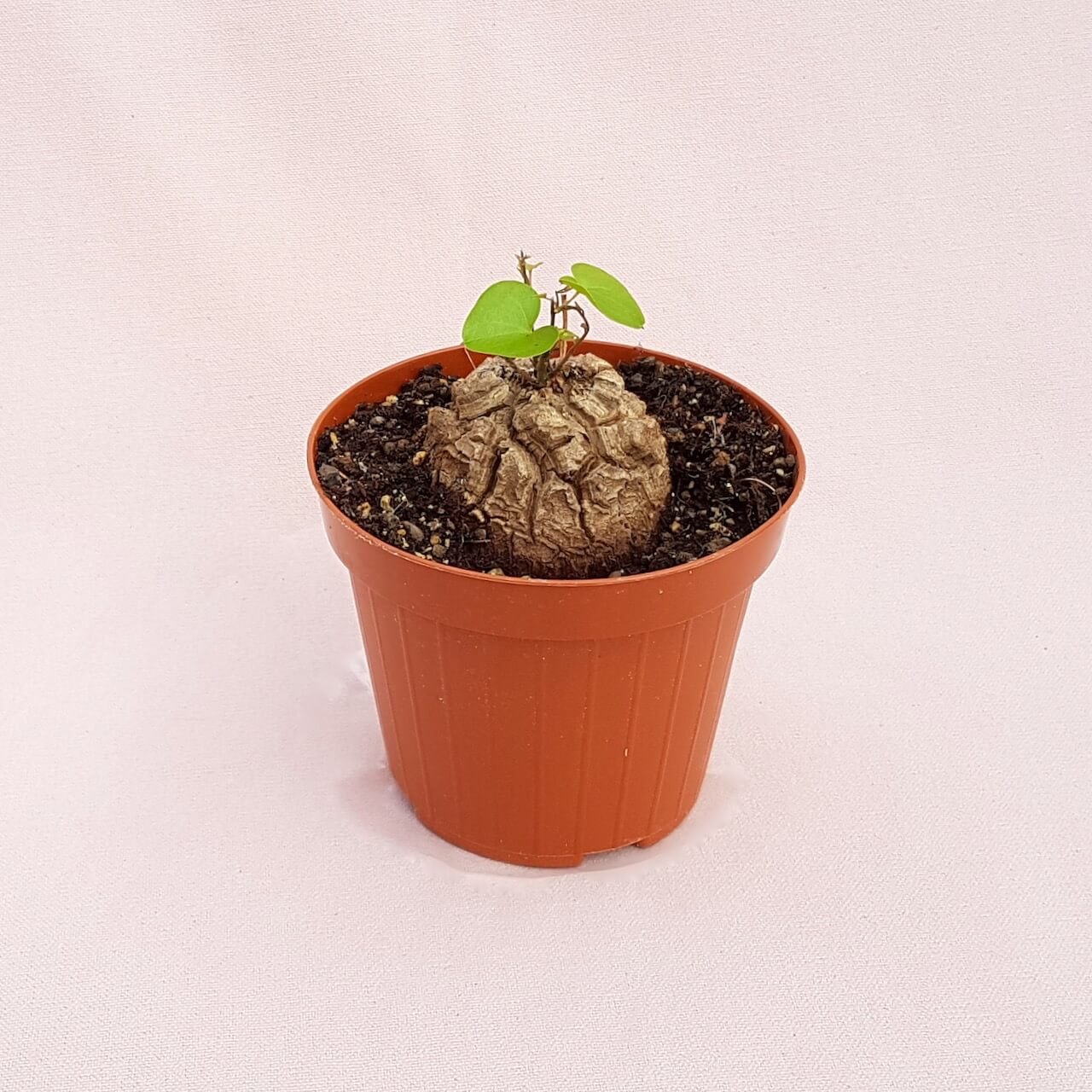 Dioscorea elephantipes montana vaso Ø 12