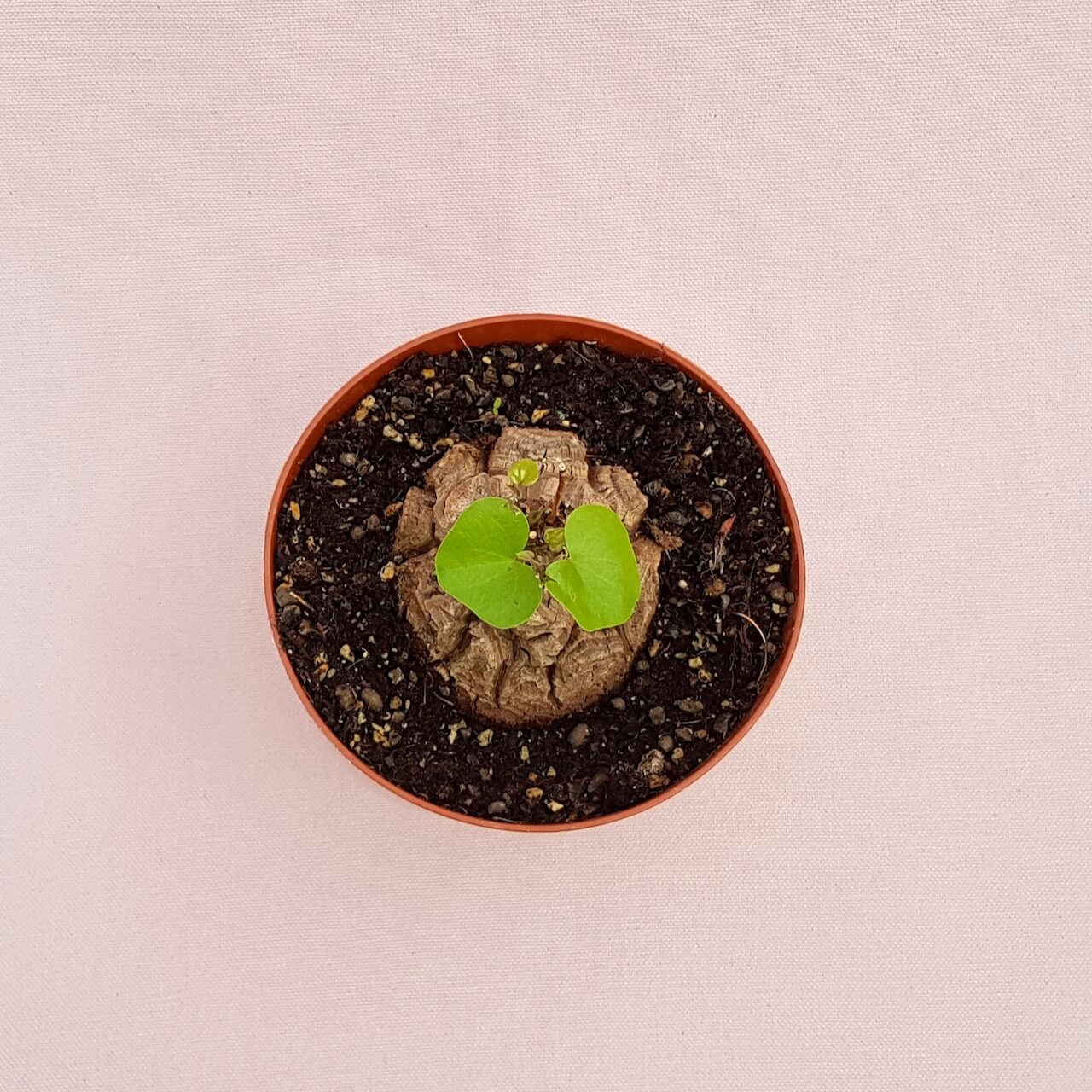 Dioscorea elephantipes montana vaso Ø 12