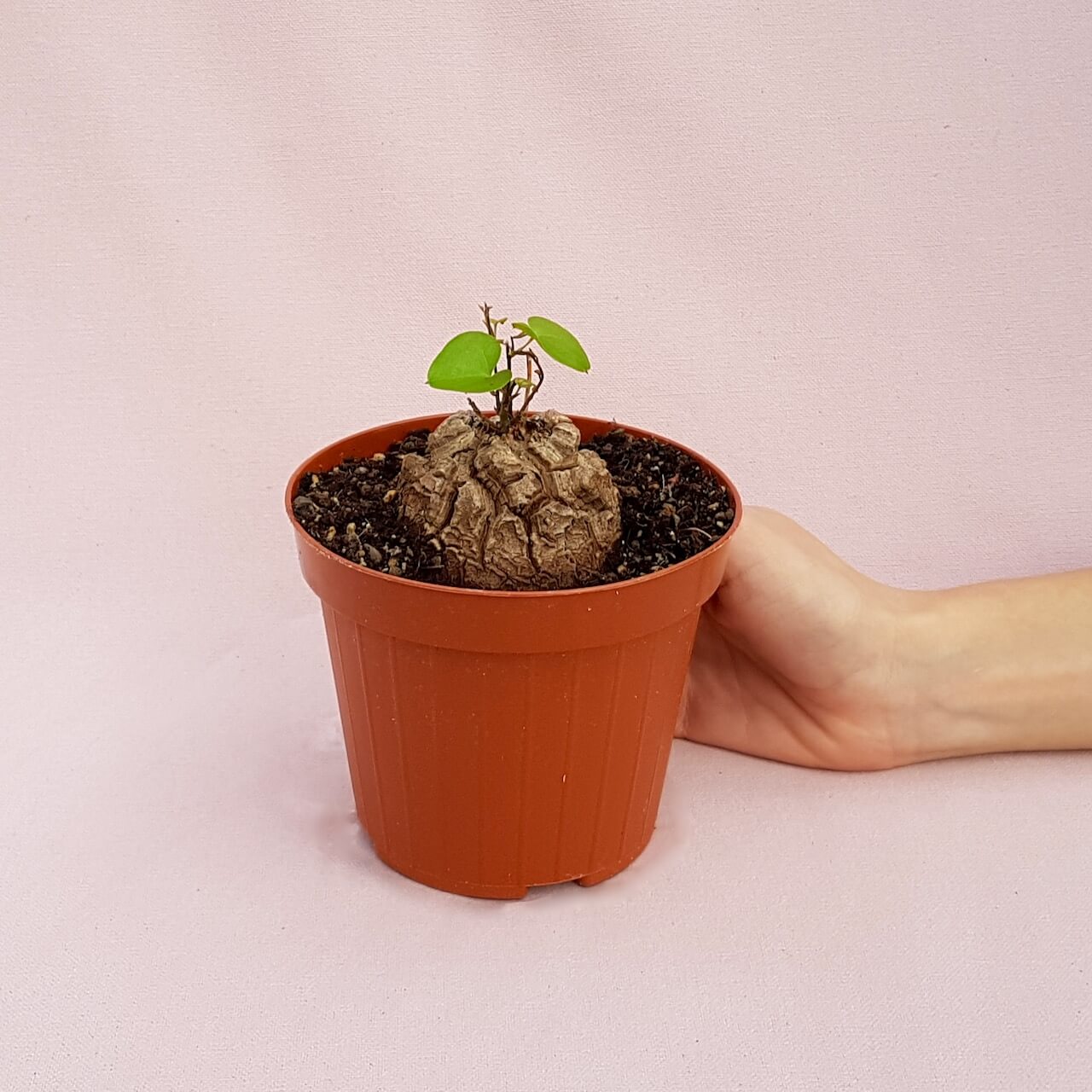 Dioscorea elephantipes montana vaso Ø 12