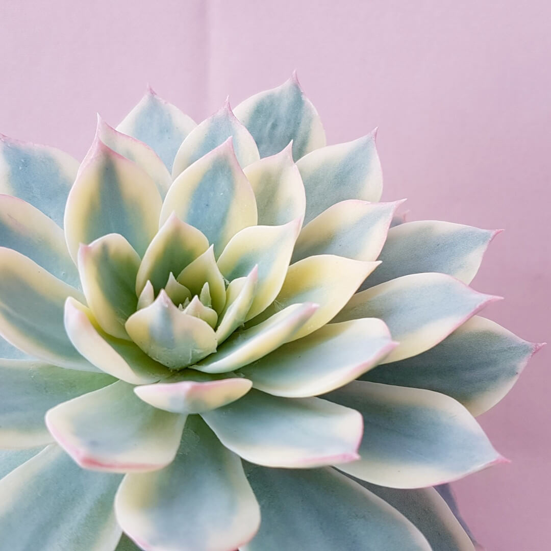 Echeveria subsessilis variegata vaso Ø 10,5