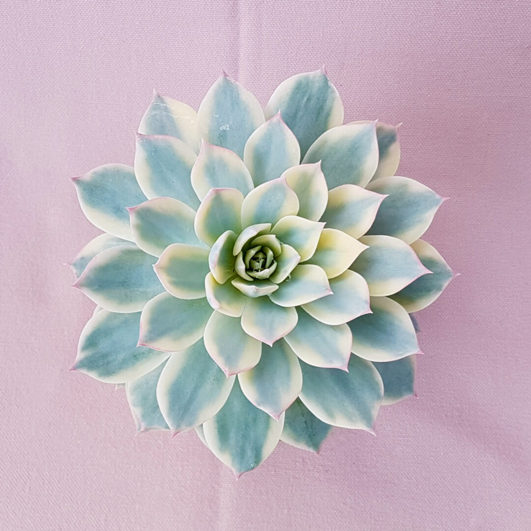Echeveria subsedsilis variegata vaso Ø 10,5