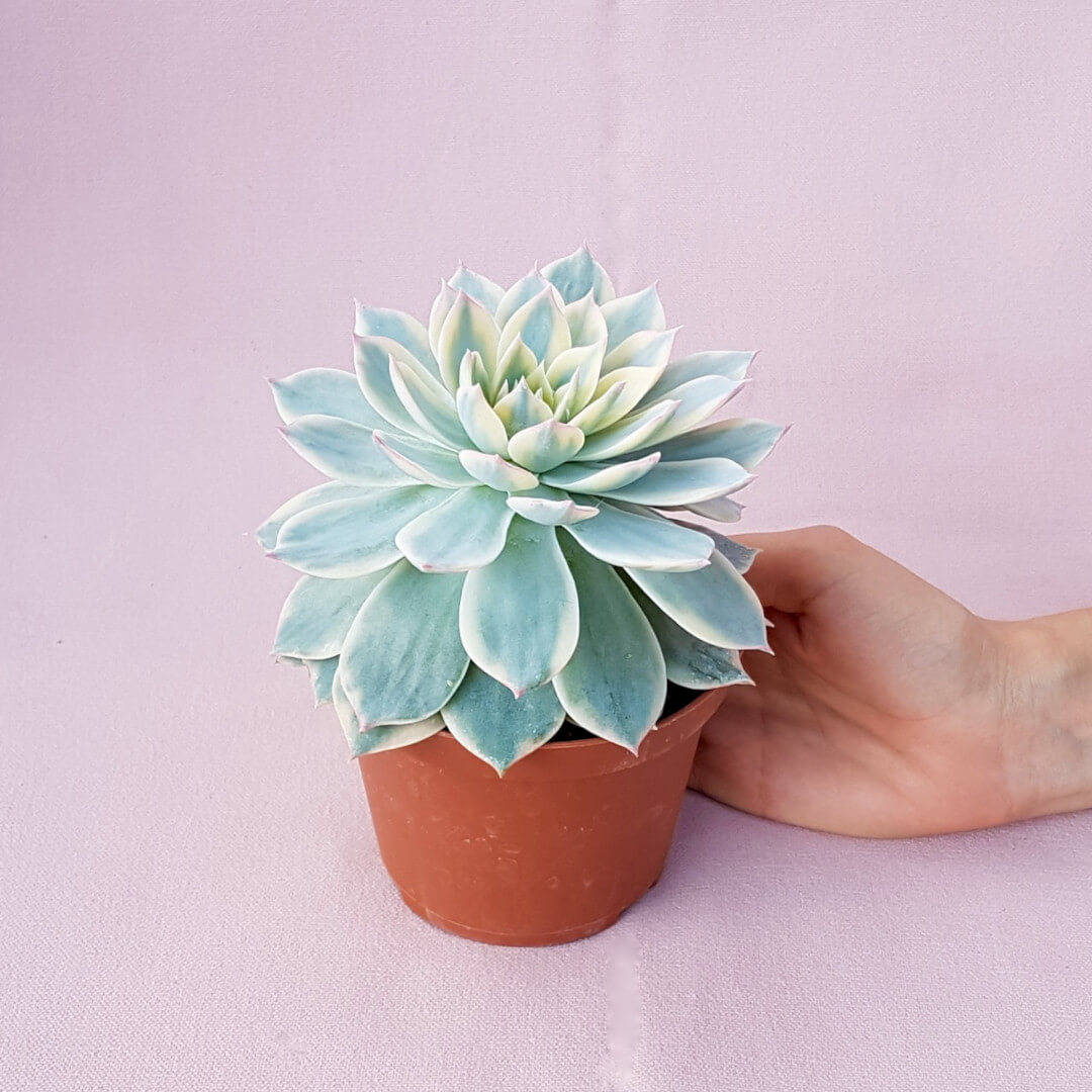 Echeveria subsedsilis variegata vaso Ø 10,5