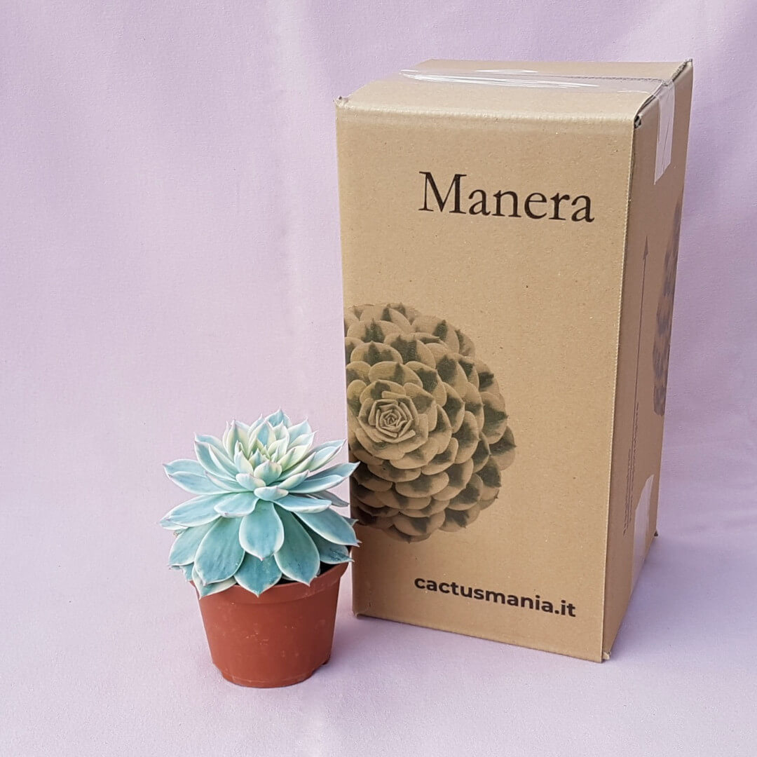 Echeveria subsedsilis variegata vaso Ø 10,5