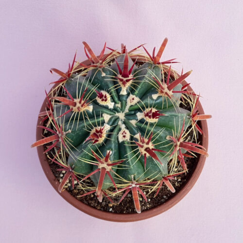 Ferocactus latispinus vaso Ø 20