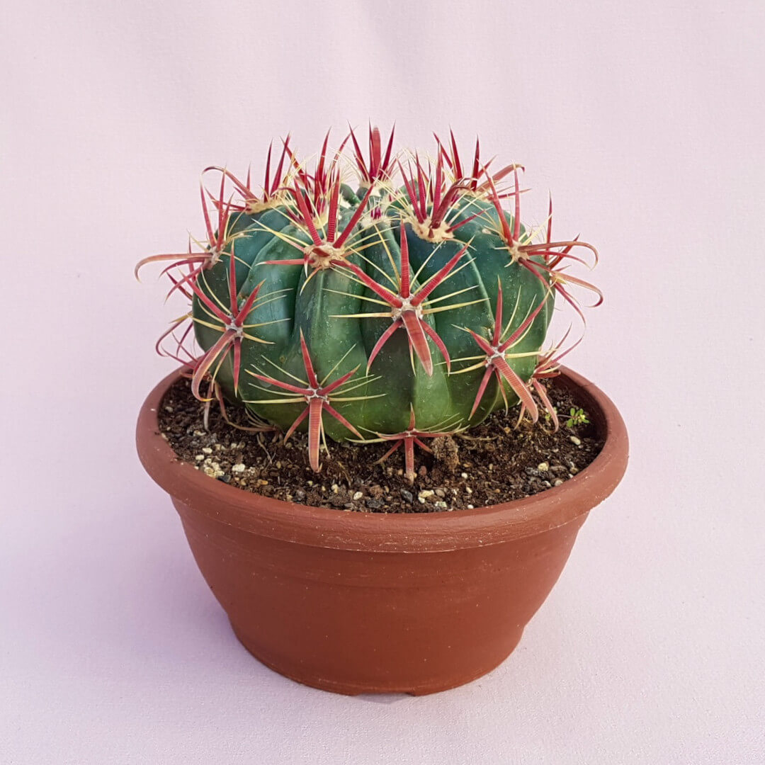 Ferocactus latispinus vaso Ø 20
