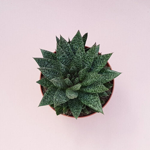 Gasteria D Due vaso Ø 13