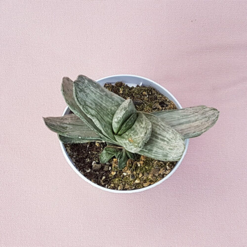 Gasteria obtusa variegata vaso Ø 10