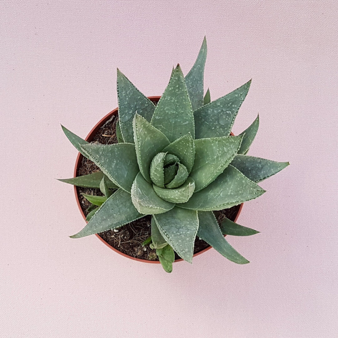 Haworthia Savannah vaso Ø 13