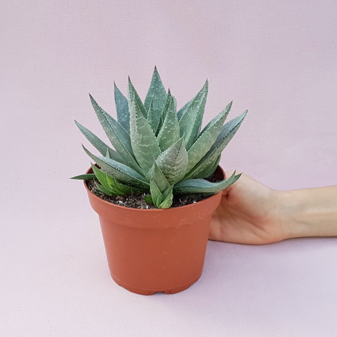 Haworthia Savannah vaso Ø 13