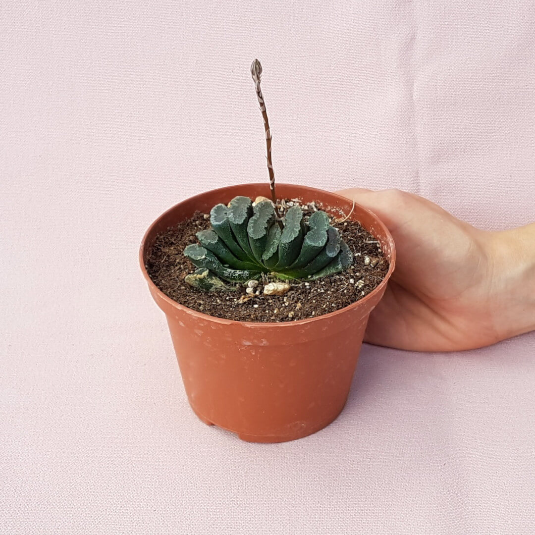 Haworthia truncata vaso Ø 10,5
