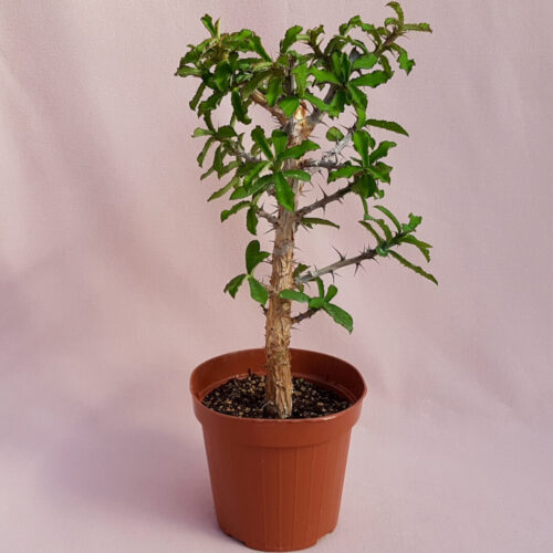 Monadenium elegans vaso Ø 14