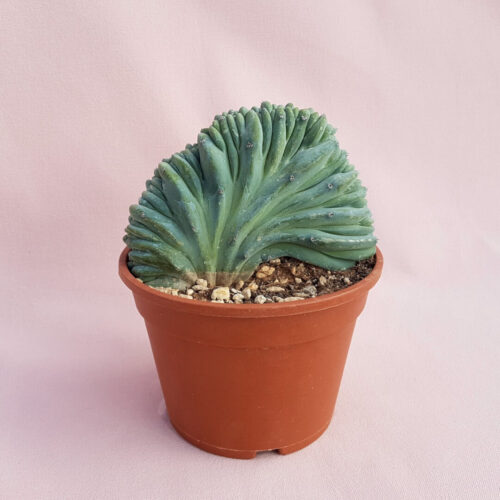 Myrtillocactus geometrizans crestato vaso Ø17