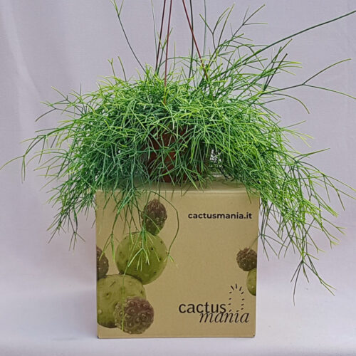 Rhipsalis baccifera vaso basket Ø 15