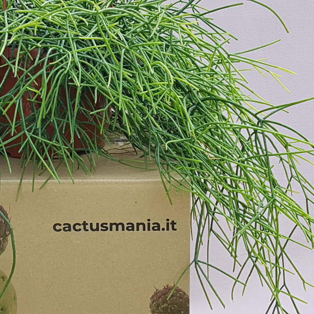 Rhipsalis baccifera vaso basket Ø 15