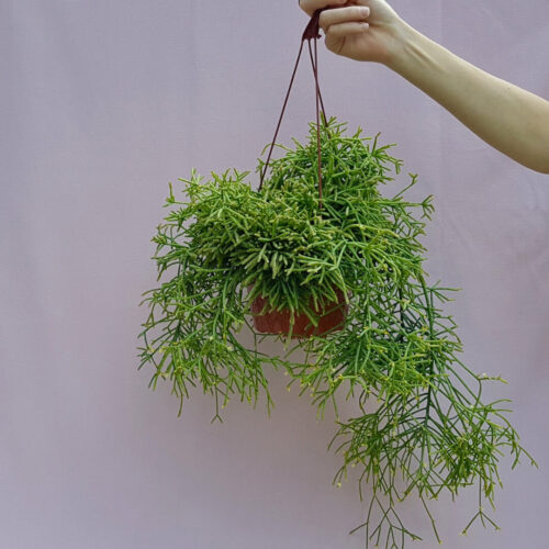 Rhipsalis baccifera cassutha vaso basket Ø 20