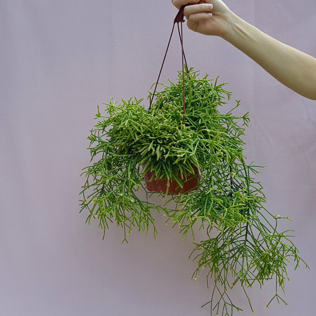 Rhipsalis baccifera cassutha vaso basket Ø 20