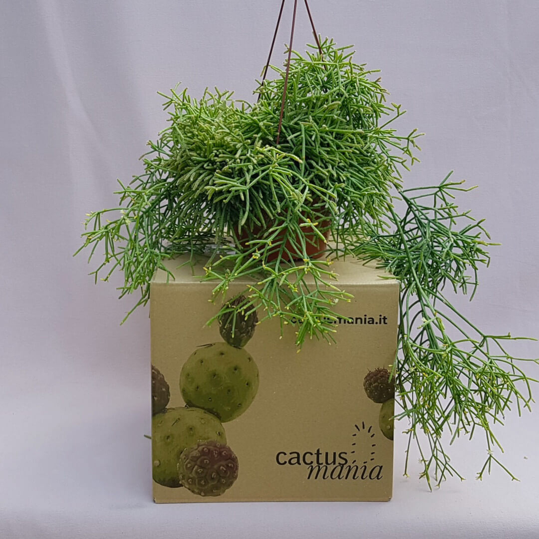 Rhipsalis baccifera cassutha vaso basket Ø 20
