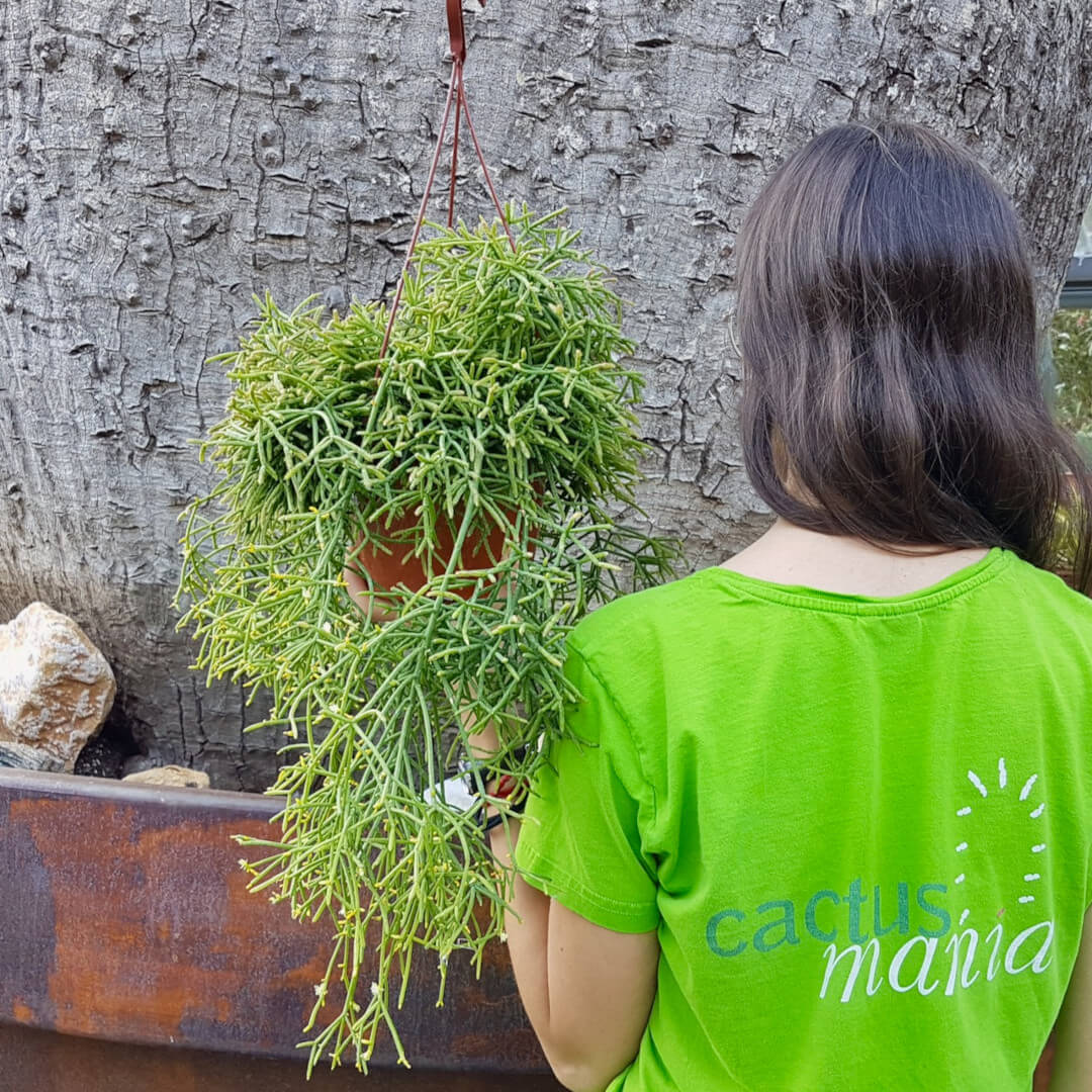 Rhipsalis baccifera cassutha vaso basket Ø 20