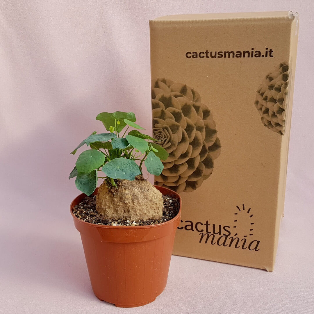Stephania cepharantha v. hayata vaso Ø 14