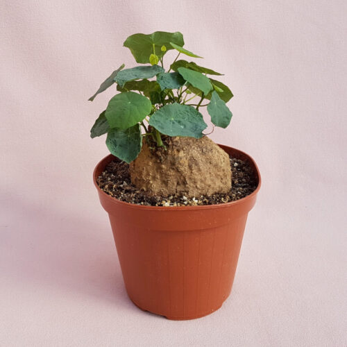 Stephania cepharantha v. hayata vaso Ø 14