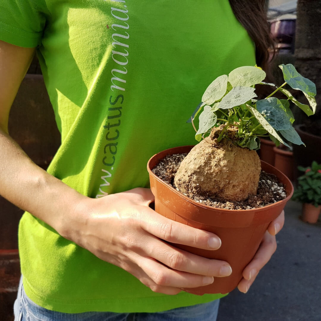 Stephania cepharantha v. hayata vaso Ø 14