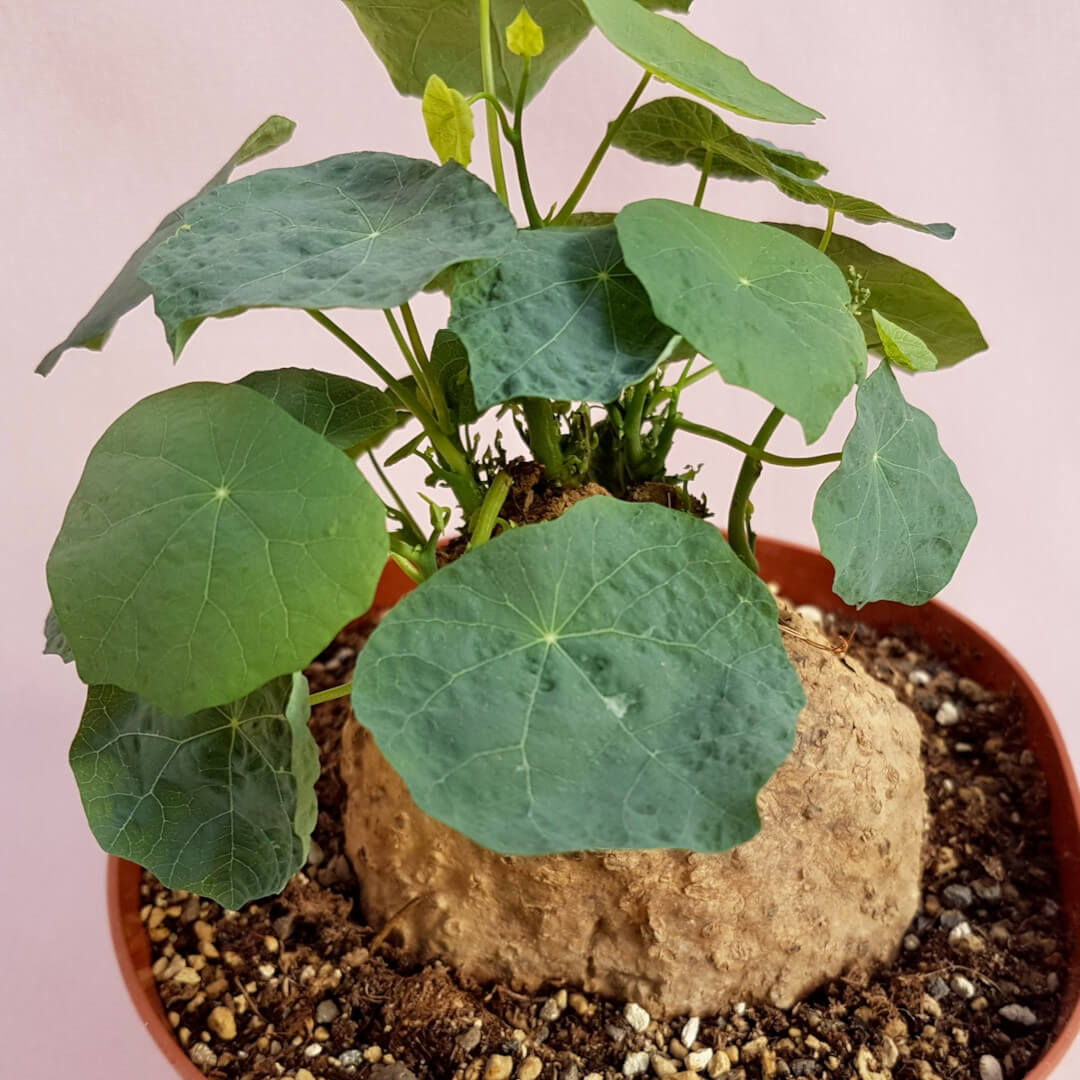 Stephania cepharantha v. hayata vaso Ø 14