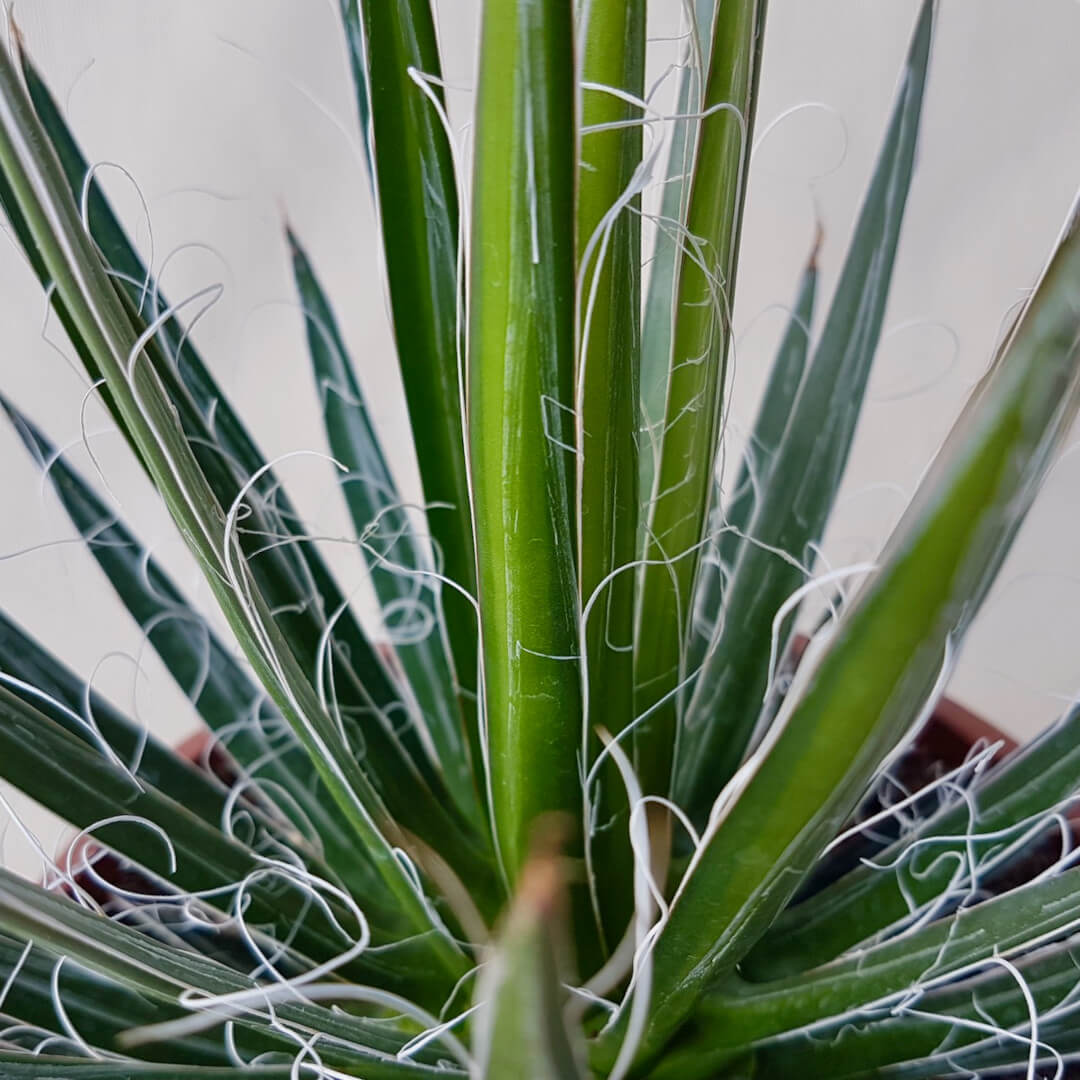 Agave filifera vaso Ø 20