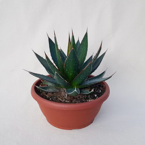 Agave ghiesbreghetii vaso Ø 25