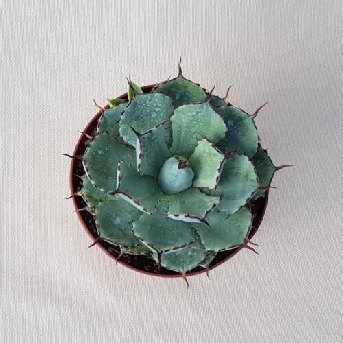 Agave potatorum variegata vaso Ø 14 | CactusMania