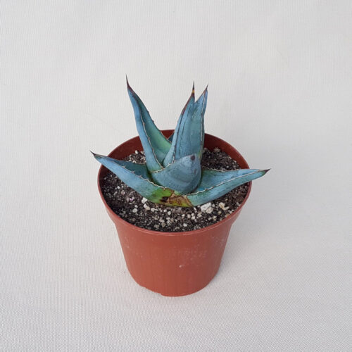 Agave pumila vaso Ø 14 | CactusMania