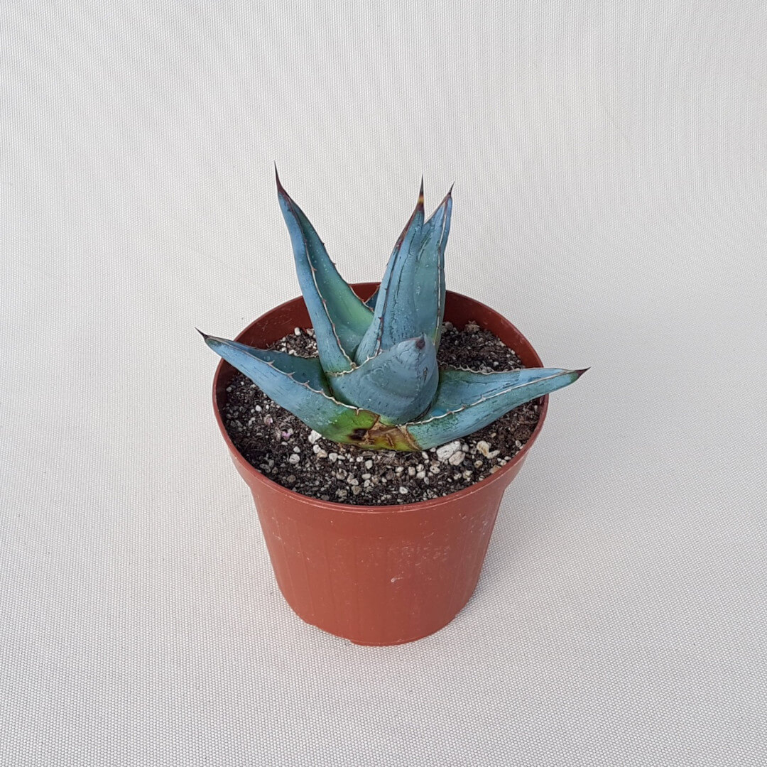 Agave pumila vaso Ø 14 | CactusMania
