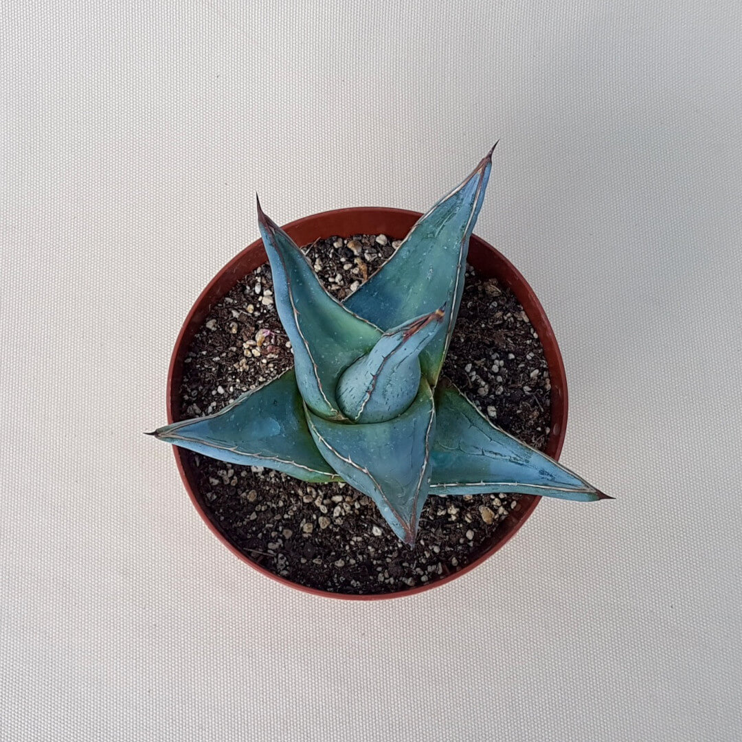 Agave pumila vaso Ø 14 | CactusMania