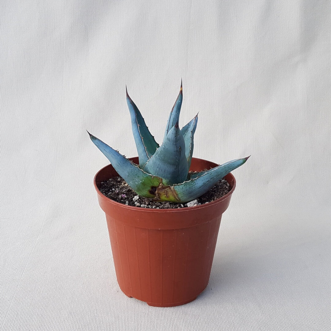 Agave pumila vaso Ø 14 | CactusMania