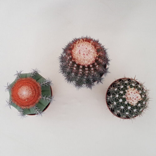 Mix 3 Melocactus Ø 10.5 cm