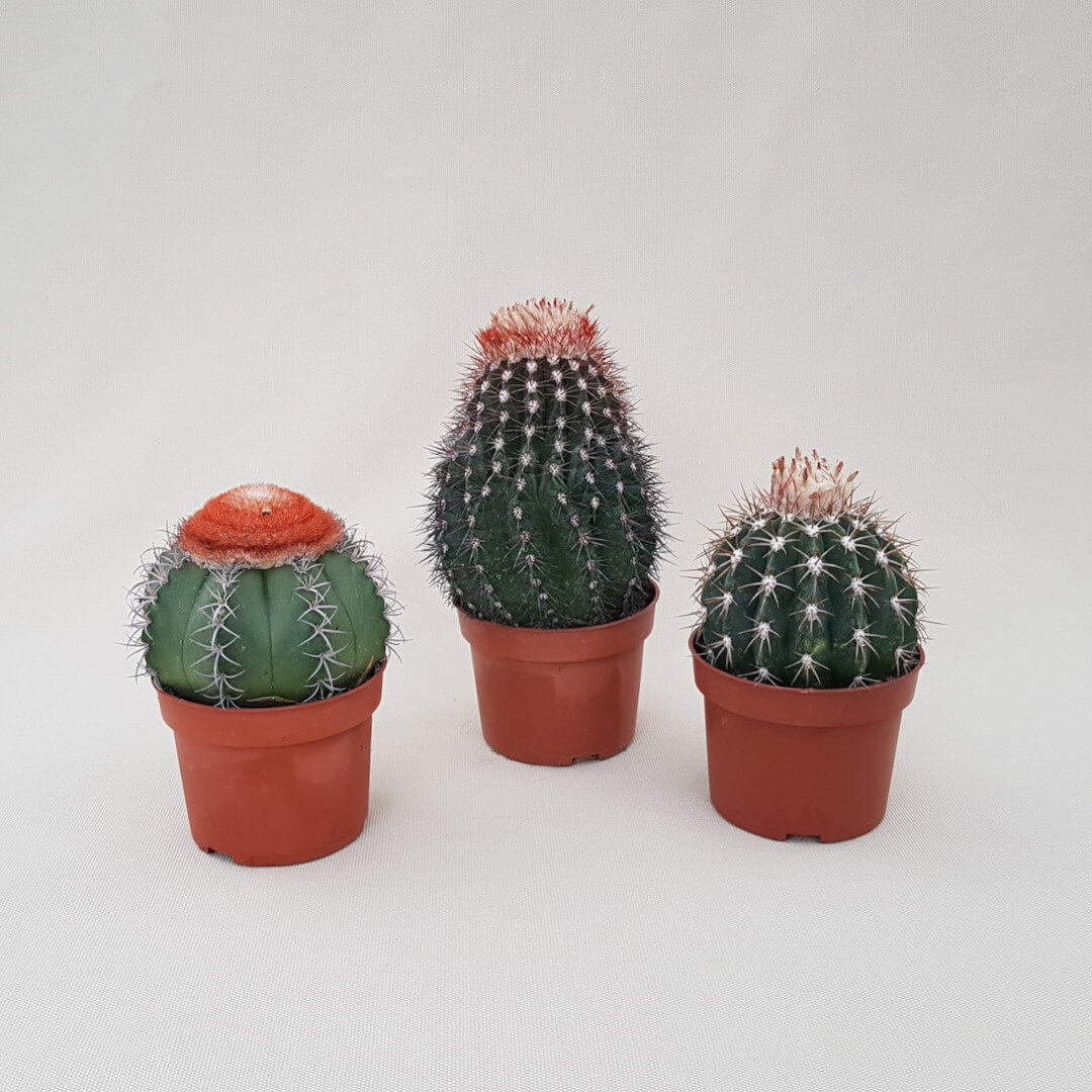 Mix 3 Melocactus Ø 10.5 cm